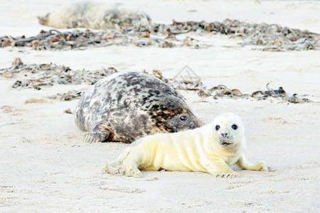 母亲和婴儿海豹在滩上爬行美丽的户外图片
