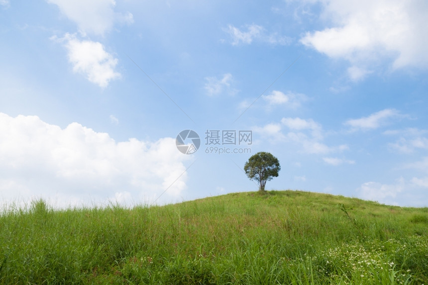 季节一种环境山上棵单树云的天空清和旺盛的草地图片