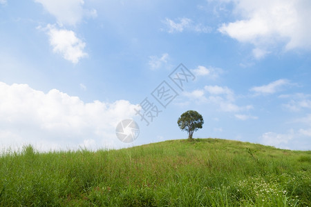 季节一种环境山上棵单树云的天空清和旺盛的草地图片