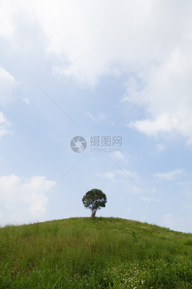 山上一棵单树云的天空清和旺盛的草地场夏天甸图片