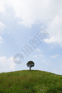 山上一棵单树云的天空清和旺盛的草地场夏天甸图片