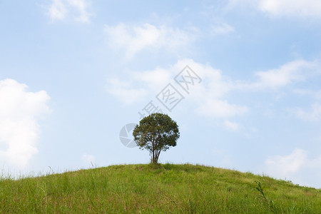 山上一棵单树云的天空清和旺盛的草地场环境孤独图片