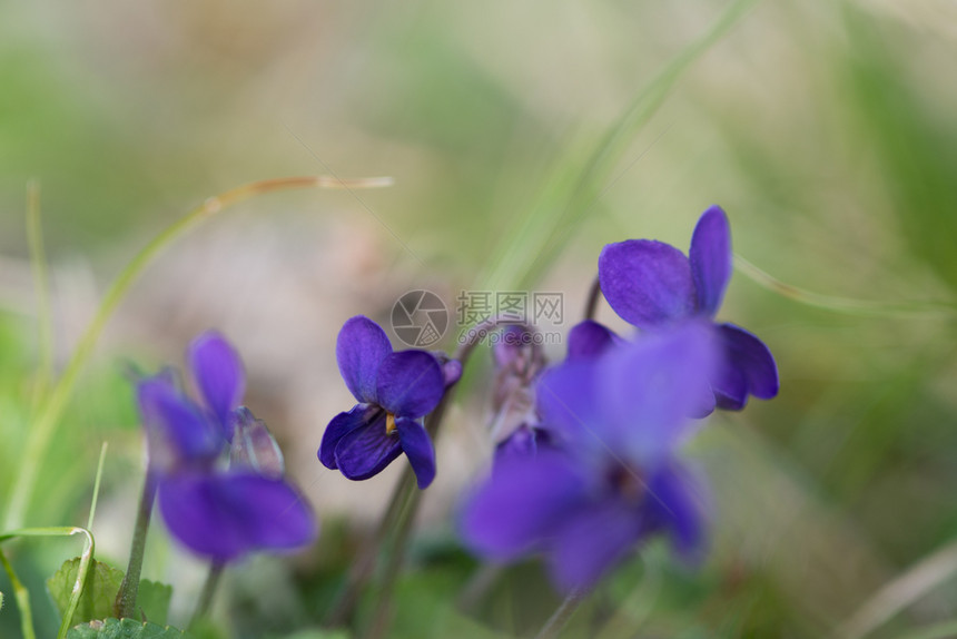 花朵紫罗兰色中提琴与田野背景紧密结合紫罗兰色中提琴与田野背景紧密结合春天植物学开花图片