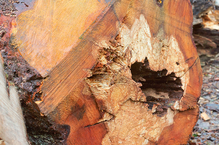 加里宁格勒公园病态的砍掉一棵老树旧的腐烂干锯下一棵旧树图片