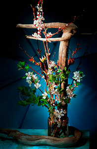 障碍深蓝色背景中带浮木和樱花的插蓝色背景中的插花叶子日本人图片