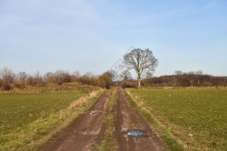 污垢农业穿过绿地的泥土路和一棵光树季节图片