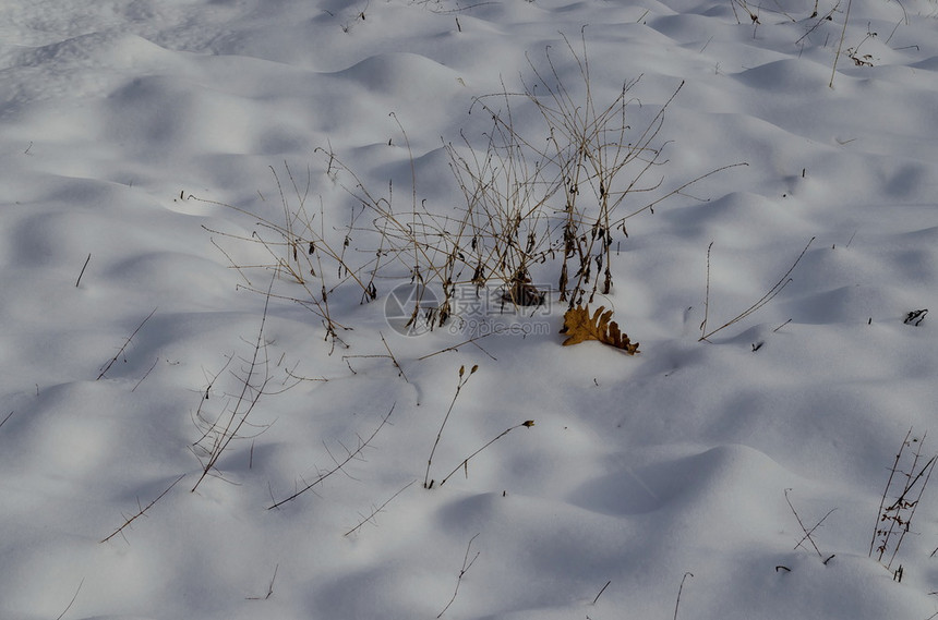 扎维特童话冷冻冬季在保加利亚欧洲Zavet附近的雪田上干燥草叶的自然背景图片