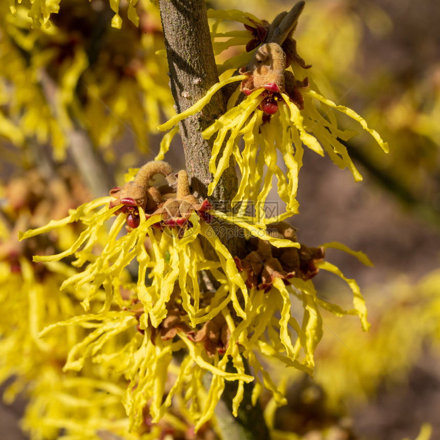 开花黄色的巫婆海泽尔哈马梅利的中间媒介春天的颜色植物图片