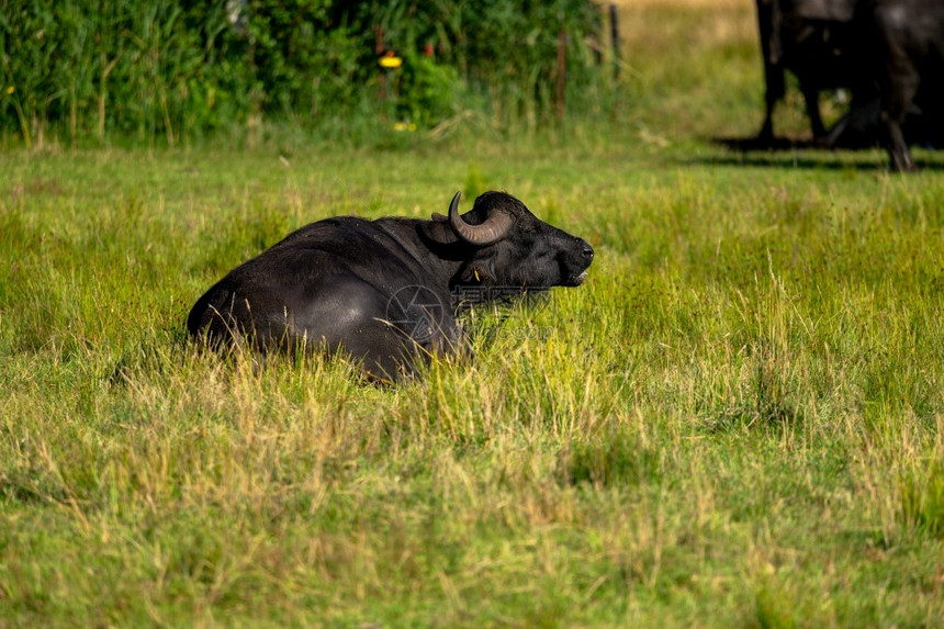 动物单一水牛在片草原上位于一片模糊的草原底地家畜图片