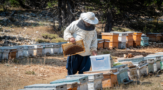 养蜂员工作收集蜜养概念与蜜一起工作梳子保持昆虫图片