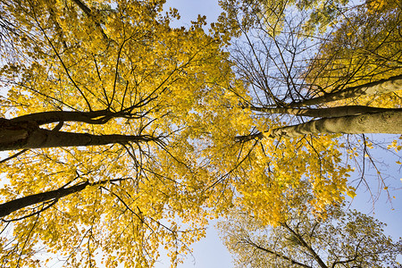 女孩秋天风景树高黄叶阳光照耀公园秋天改变自然的风景和高树观变化图片