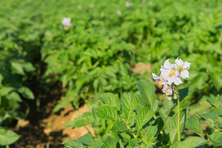 夏天阳光植物有开花的土豆农田图片