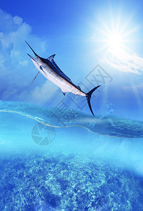 飞行荒野水族馆越海平面的蓝色洋鱼类图片