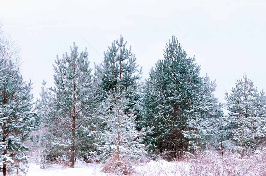 在冬季森林中雪覆盖的松树和雪覆盖的和抽象的自然水平图片