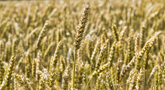 小穗农场麦田里有黄成熟的谷物小麦紧闭的黑田季节图片