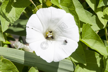 开花盛束白蚂蚁和苍蝇的花颜色图片