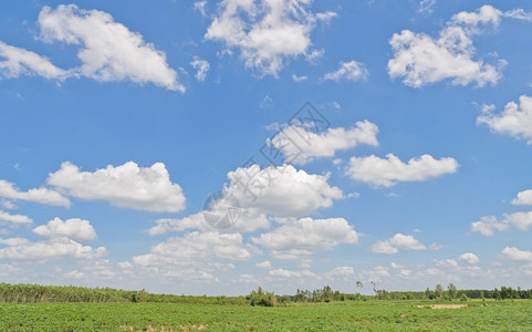 天空高的泰国农田上空美丽云天风席卷着泰国的田地桉树图片