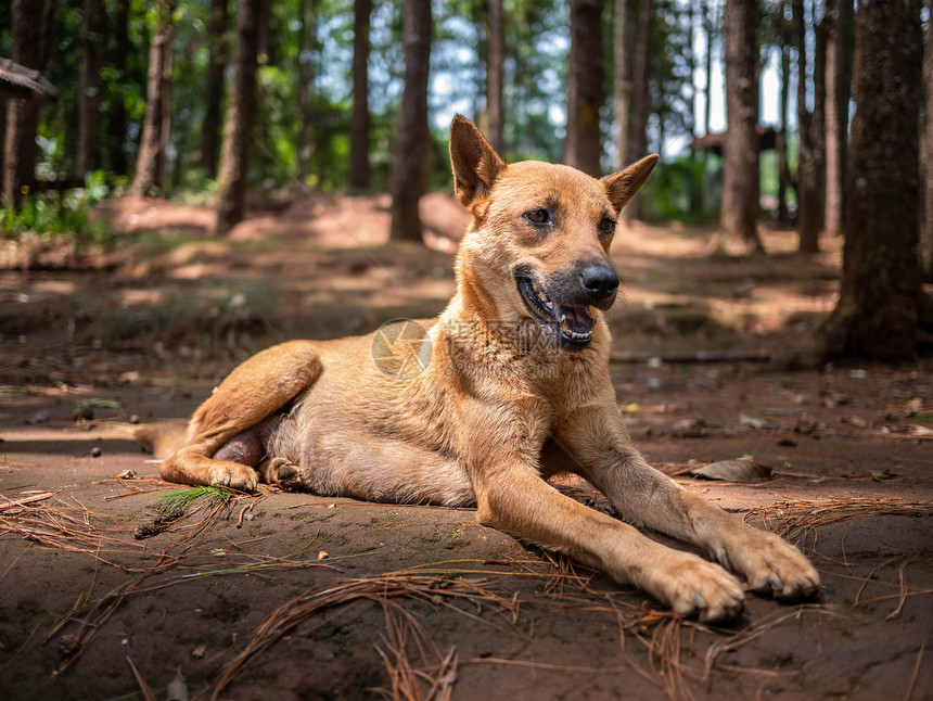 脸自然棕色短头发狗躺在地上松树林的露营地点说谎图片