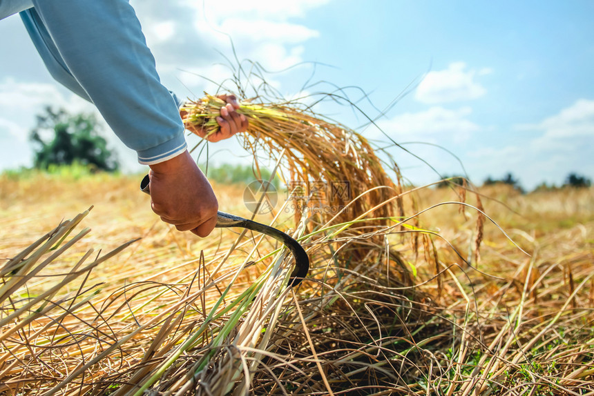 白饭粮食农民们在田地业概念中收获大米传统的图片