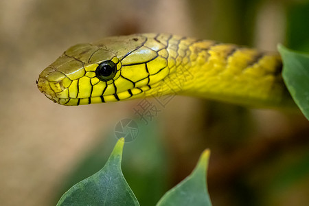 匆匆忙忙匆忙自然绿色曼巴Dendroaspisviridis一条毒蛇致命背景