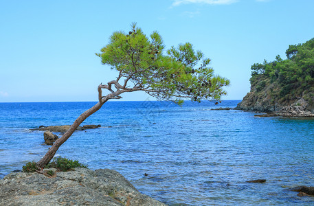 海滩旅行游松树生长在安塔利亚的齐斯海边悬崖上图片
