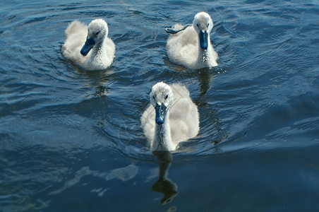 水池女美丽的白天鹅在湖边赛格涅茨图片