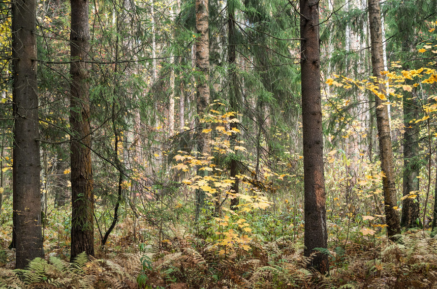 闪耀分支景观森林的秋天图片