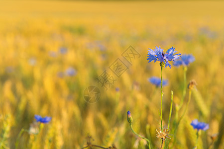 谷物田中的蓝玉米花成熟农场季节图片