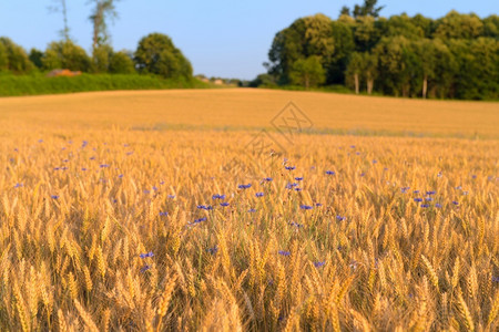 自然矢车菊天空谷物田中的蓝玉米花图片