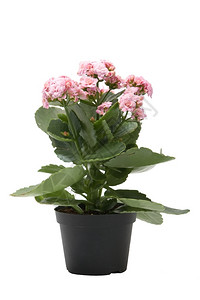 植物学粉色的白底孤立粉红色卡兰乔花植物篮子图片