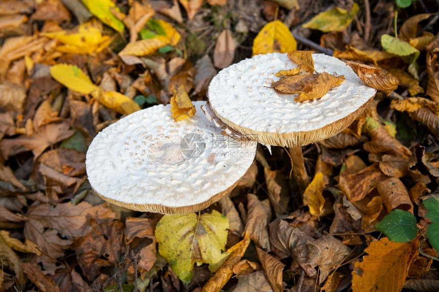 落下夏天草蘑菇看起来像雨伞黄金秋天关闭的草蘑菇看起来像伞金秋天关闭的吸管图片
