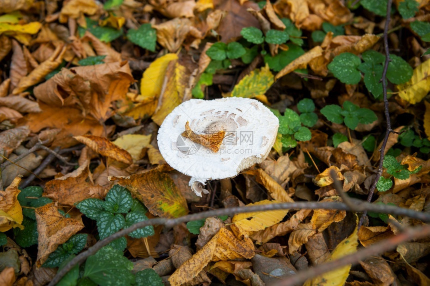 植物学吸管草蘑菇看起来像雨伞金秋草蘑菇像雨伞金秋天黄自然图片