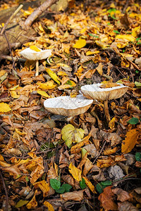 季节树叶草蘑菇看起来像雨伞金秋草蘑菇像雨伞秋天绿色图片