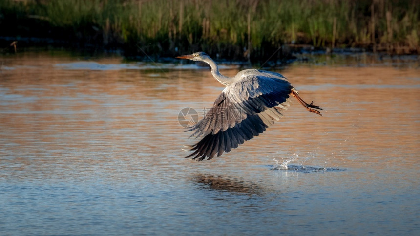 沼泽动物一只美丽的灰色海绵在湖边飞翔翅膀图片