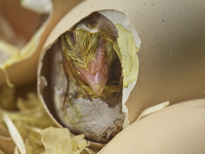 一只小鸡在打破蛋壳时出生鸟类迷人的柔软图片