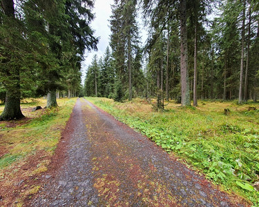 捷克语绿色苏马瓦公园林中有许多树木的旅游者路线小图片