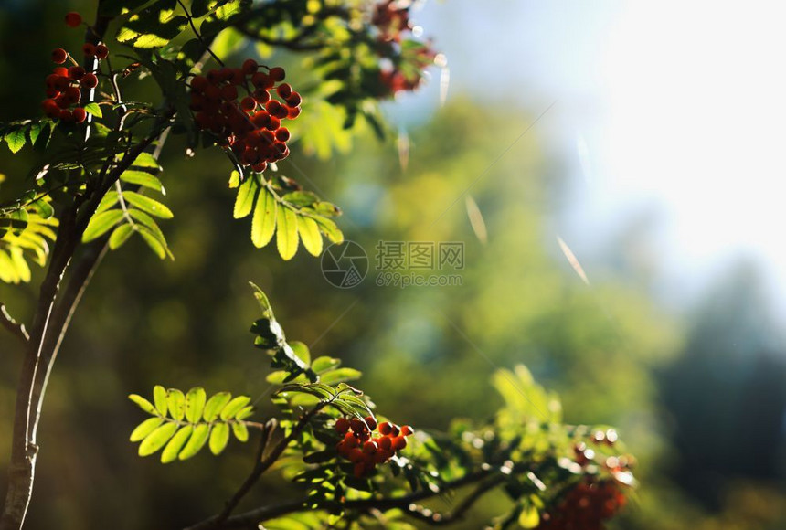 颜色直射阳光背景中的夏季灰莓高清直射阳光背景中的夏季灰莓事物辉光图片