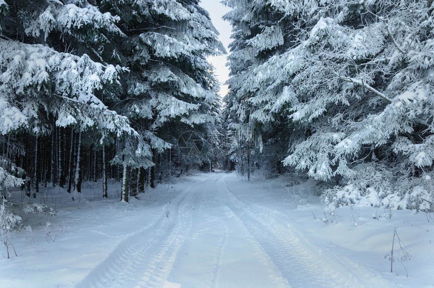 针叶树景观雪中的铁轨覆盖着无冰冻的大森林木丛路图片