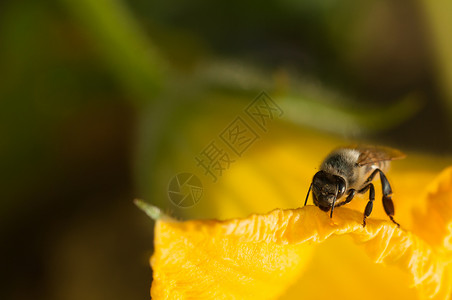 蜜蜂在南瓜花中采集粉蜜蜂在南瓜花中采集粉植物群春天图片