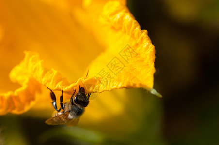 工人绿色动物群蜜蜂在南瓜花中采集粉蜜蜂在南瓜花中采集粉图片