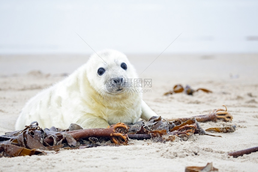白海豹在沙滩上图片