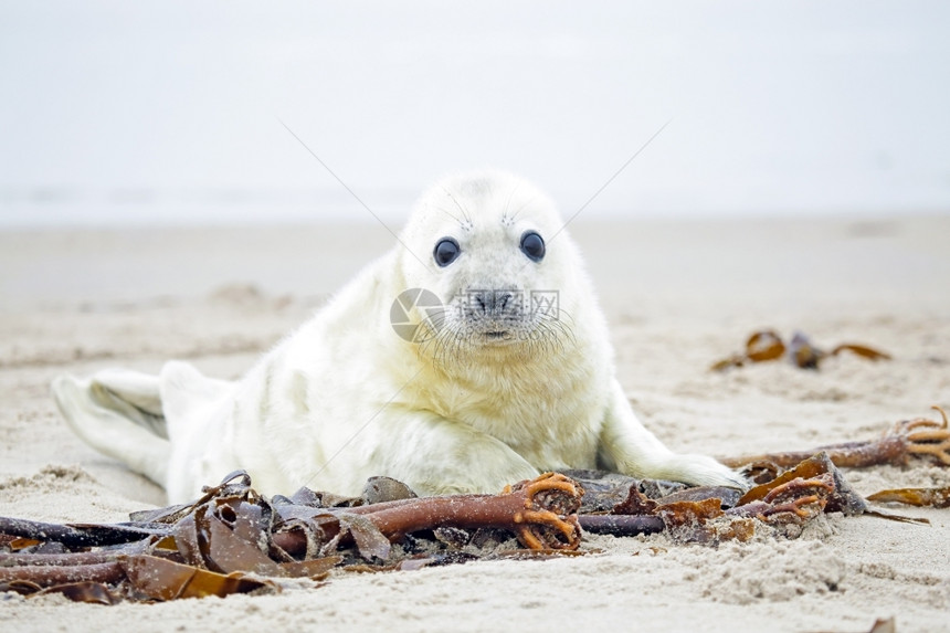 白海豹在沙滩上图片