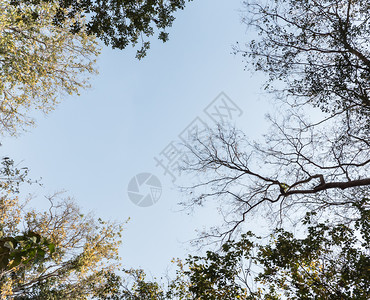 角度黄色的从森林公园地面看的树冠景象林场秋天图片
