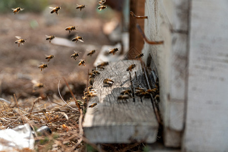蜜蜂在巢养概念面前飞行冰雹动物学家庭图片