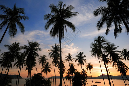 水自然海滩上一棵椰子树的黑色轮廓日出图片