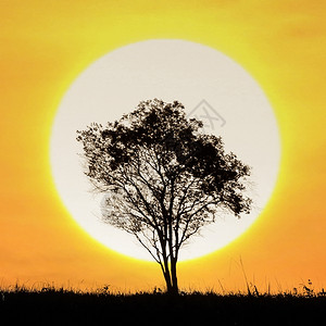 轮廓暮月光树后面的日落早晨图片