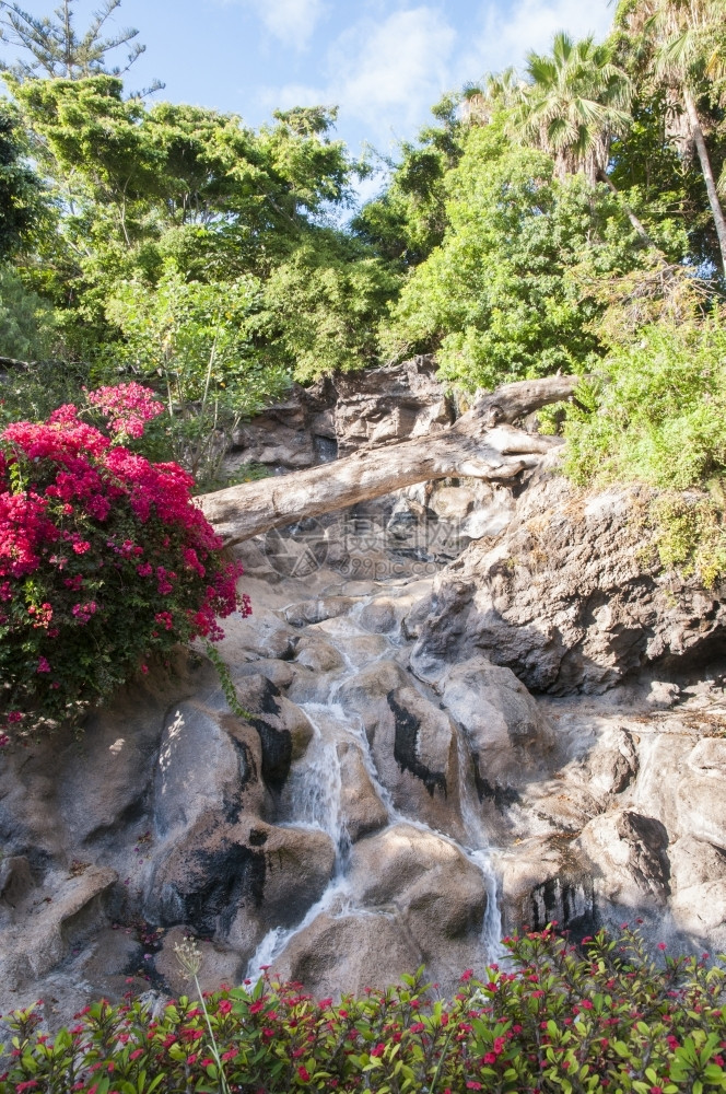 树木荒野植物环绕着绿和鲜花的瀑布图片