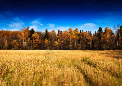明亮的空水平生动秋天风景林场道路背水平生动的秋天风景林场道路背b图片