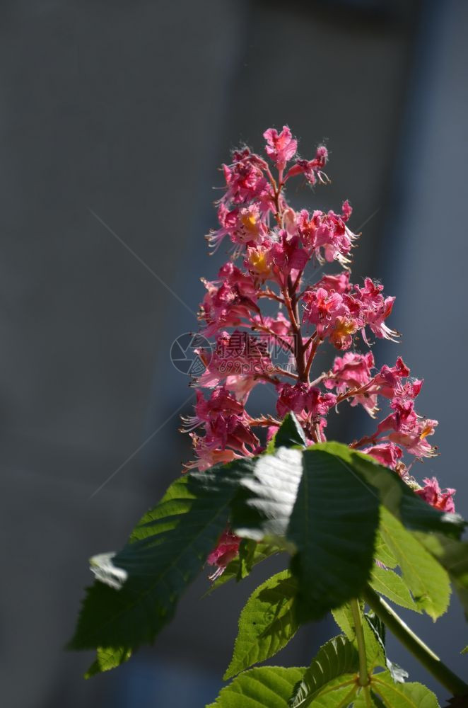 绿色苏菲亚海马保加利索非红马栗AesculusHippocastanum或带花叶的康克树图片