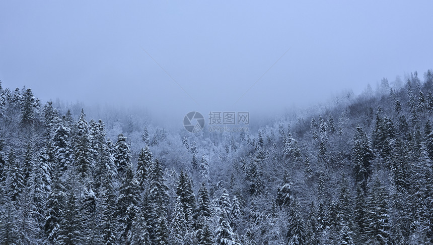 冬季的的雪山和森林图片